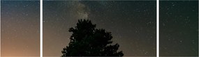 Obraz nocnego nieba z drzewami (170x50 cm)