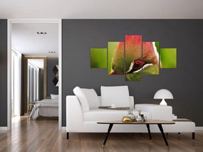 Obraz kolorowego ptaka (125x70 cm)