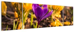 Obraz fioletowego kwiatu (170x50 cm)