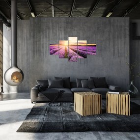 Obraz - Wschód słońca na polu lawendy (125x70 cm)