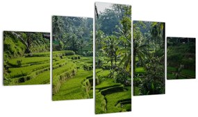 Obraz tarasów ryżowych Tegalalang, Bali (125x70 cm)