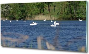 Foto-obraz szkło hartowane Białe łabędzie