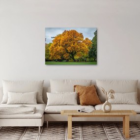 Obraz drzewa (70x50 cm)