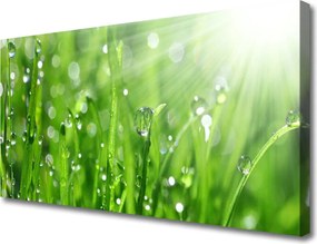Obraz canvas Krople Rosy na Trawie