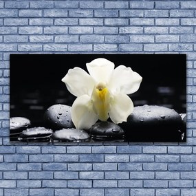 Zdjęcie na płótnie Klasyczna Elegancja Orchidei