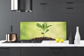 Szkło do Kuchni na Ścianę Narodziny Życia: Młody Pęd