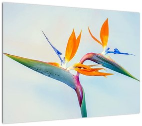 Obraz kwiatu Strelicji (70x50 cm)