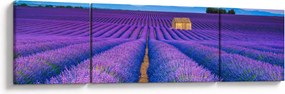 Obraz - Lewndowe pole (170x50 cm)
