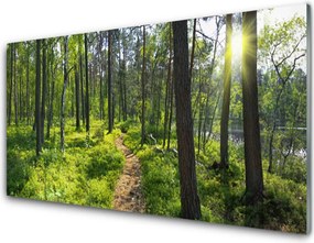 Panel Szklany Droga przez Dziki Las