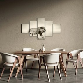 Obraz - Głodny lew (125x70 cm)