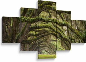 Obraz - Oaks Avenue, Charleston, Karolina Południowa, USA (125x70 cm)
