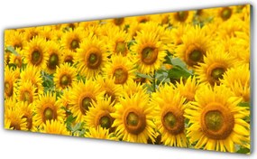 Panel Kuchenny Słonecznik W Pełnym Słońcu