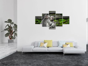 Obraz - małpki (125x70 cm)