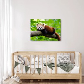 Obraz na szkle - panda czerwona (70x50 cm)
