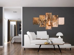 Obraz lwiątek (125x70 cm)