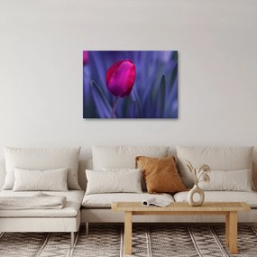 Obraz pąka tulipana (70x50 cm)