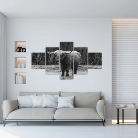 Obraz - Szkocka krowa (125x70 cm)