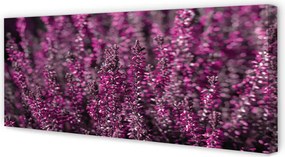 Obraz canvas na ścianę Pole Wrzosów
