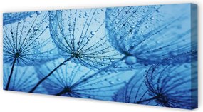 Obraz drukowany na płótnie Puszyste Dmuchawce z Rosą