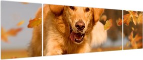 Obraz - Golden Retriever (170x50 cm)