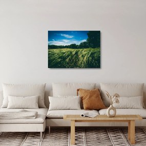 Obraz na szkle łąki i lasu (70x50 cm)