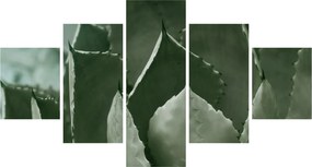 Obraz - Zielona agawa (125x70 cm)