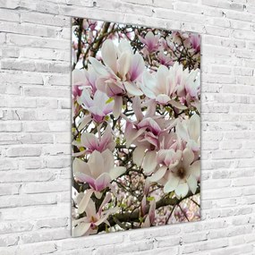 Foto obraz na szkle Kwiaty magnolii