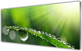 Panel Szklany Perlista Rosa na Źdźbłach