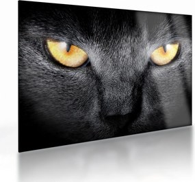 Obraz na szkle - Portret kota z bliska (70x50 cm)