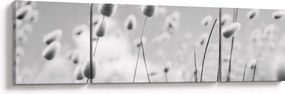 Obraz - Trawa z ogonkiem króliczka Boho (170x50 cm)