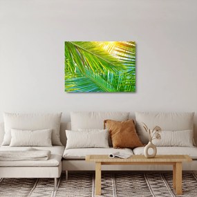Obraz na szkle - Liście palmowe (70x50 cm)