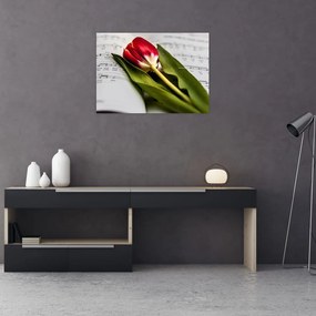 Obraz na szkle czerwonego tulipana (70x50 cm)
