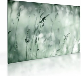 Obraz na szkle - Zielona łąka (70x50 cm)