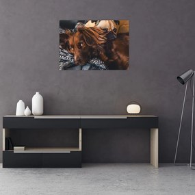 Obraz leżących psów (70x50 cm)