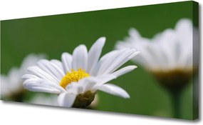 Obraz drukowany na płótnie Delikatna Stokrotka Polna