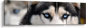 Obraz psa husky (170x50 cm)