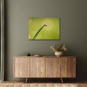 Obraz kropli wody na trawie (70x50 cm)
