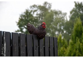 Figurki ogrodowe z żywicy polimerowej zestaw 3 szt. Hen – Esschert Design