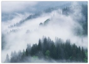 Obraz - Drzewa we mgle (70x50 cm)