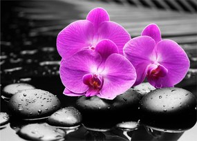 Obraz - Fioletowe orchidee (70x50 cm)