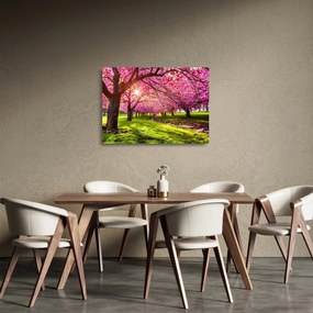 Obraz na szkle kwitnących czereśni, Hurd Park, Dover, New Jersey (70x50 cm)