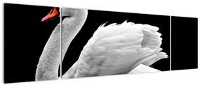 Obraz czarno - białego łabędzia (170x50 cm)
