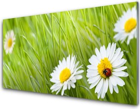 Panel Szklany do Kuchni Białe Stokrotki W Trawie