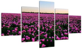 Obraz - Łąka fioletowych tulipanów (125x70 cm)