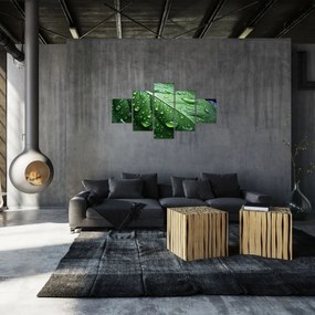 Obraz - Szczegół liścia po deszczu (125x70 cm)