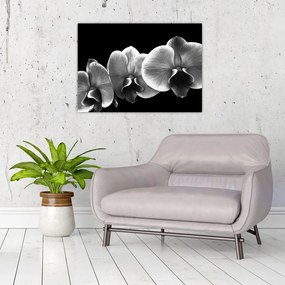 Obraz na szkle kwiatu orchidei (70x50 cm)