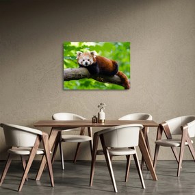 Obraz na szkle - panda czerwona (70x50 cm)