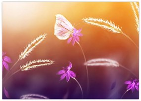 Obraz na szkle - Różowy motyl (70x50 cm)