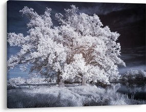 Obraz - Śnieżnobiałe drzewo (70x50 cm)