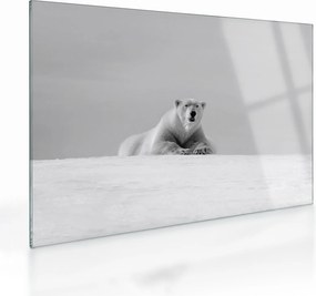 Obraz na szkle - Niedźwiedź polarny (70x50 cm)